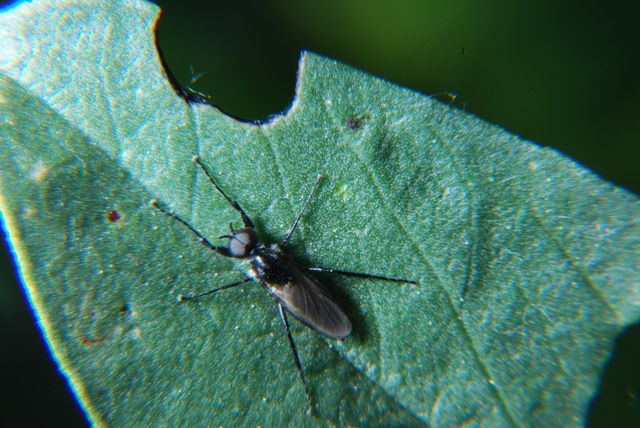 Bibionidae.